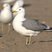 California Gull
